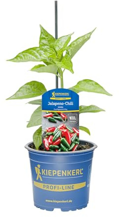 Kiepenkerl Jalapeno Chili Joloba Capsicum annuum F1 mild-scharf dickfleischig 10,5cm Topf 10er Set 10 Pflanzen