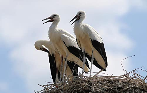 Worlds Smallest Jigsaw Puzzle 1000 Bird Stork50x70cm
