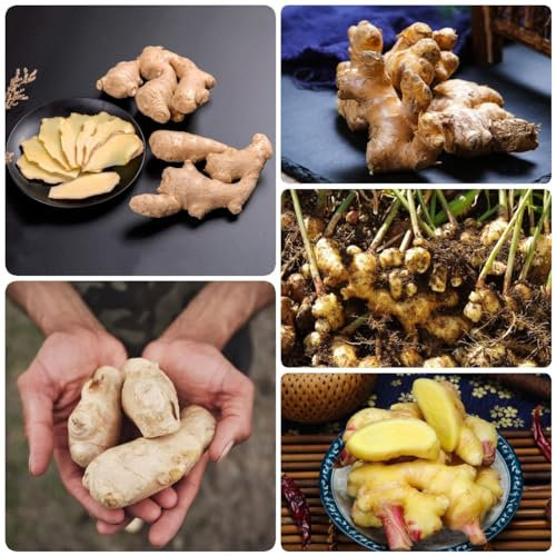 100 Pcs Ingwer Samen Zum Einpflanzen - Kräutergarten, Bio Samen Gemüse, Pflanzen Garten (Zingiber Ginger) Kräutergarten Geschenk, Küchenkräuter Seltene Pflanzen, Gemüse Samen, Gartenkräuter