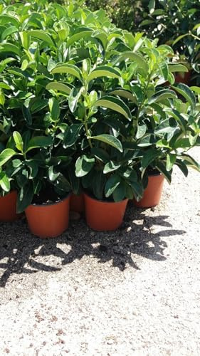N. 25 PIANTE DI VIBURNO LUCIDO VASO 18 altezza 40/50 cm cespuglio da siepe