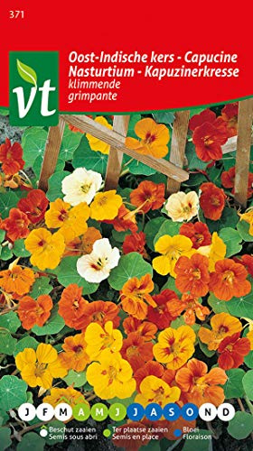 Nasturtium, Ranched Plants, Climbing Plants Seeds