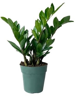 Planta ZZ (Zamioculca) Natural la Compañera Verde Perfecta para tu Hogar u Oficina
