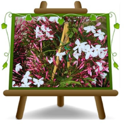 Polyanthum - Jasmin oder März - Jasmin - Kletterpflanze im 17 cm Topf. Höhe: 70–80 cm