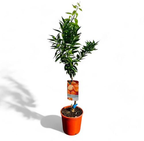 Tropictrees Citrus Reticulata Mandarinenbaum - 80 cm Hoch inkl. Topf | Fruchttragender Zitrusbaum im Saison für Garten & Innenbereich | Pflegeleicht, Immergrün & Duftend