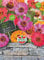Sperli Zinniensamen Forecast Mischung 87778 - Einjährig - resistente Sirte - blühfreudige Schnittblume - Kübelgeeignet - Saatgut, Blumensamen Mischung