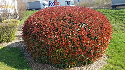 Photinia x fraseri 'Red Robin' / Photinia de Fraser 'Red Robin' / Conteneur de 3 à 4 litres