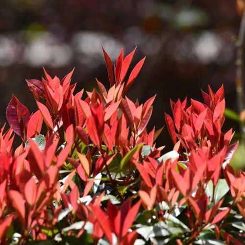 500 pcs photinia red robin heckenpflanzen winterhart glanzmispel red robin samen(heckenpflanzen) gartenpflanzen winterhart mehrjährig pflanzen garten bonsai samen kübelpflanzen winterhart