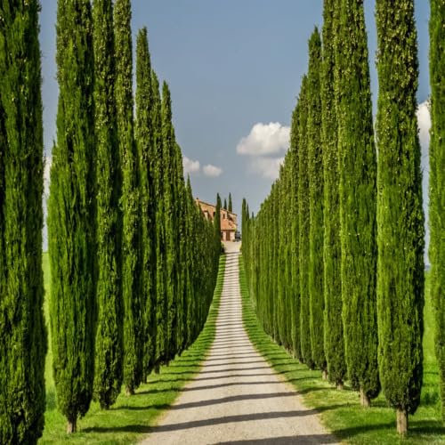 Semi freschi di cipresso verde, 10 pezzi