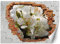 Feeby Fototapete Abstraktion Natur Loch in der Wand 200x140 cm Weiß XXL Vlies Wandtapete Tapeten Wohnzimmer Schlafzimmer Büro Flur Moderne Design Wandbilder Wand Dekoration Baum Apfelblüte Zweig