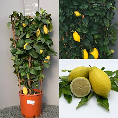 SAVINI VIVAI Pianta di Limone Albero Agrumi Lunario Limone a Spalliera in Vaso da 35 cm altezza 160-180 cm di 7-8 Anni di Innesto Made Italy