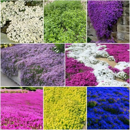 10000+ Gemischter kriechender Thymian,Ground Cover Hardy Perennial