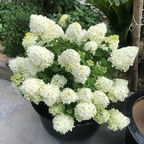 120 Pc Semillas De Hortensia De Panícula, Plantas Herbarias, Flores Para Balcón. Hortensias De Panícula - Hydrangea Paniculata - Semillas De Flores Como Regalo, Plantas Perennes, Plantas
