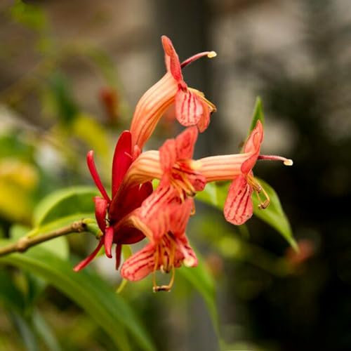 30 piezas semillas de plantas de interior de flores púbicas, Aeschynanthus, macizo de flores, plantas en macetas reales flores, plantas trepadoras resistentes Balcón de flores, plantas