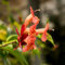 30 piezas semillas de plantas de interior de flores púbicas, Aeschynanthus, macizo de flores, plantas en macetas reales flores, plantas trepadoras resistentes Balcón de flores, plantas