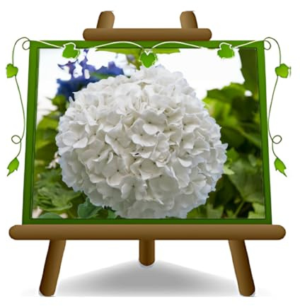 EURO PLANTS VIVAI Ortensia fiorita Bianca pianta ornamentale vaso 24 cm