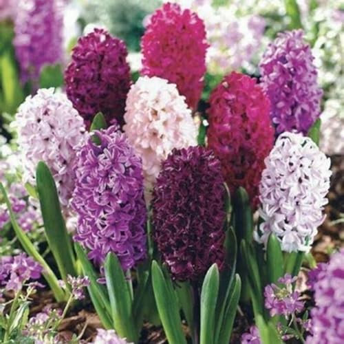 Jacintos bulbos,bulbos de jacintos blancos,bulbos de flores jacintos,Planta De jacinto,Herbáceas Perennes,plantas raras, flores decorativas,tesoros hortícolas.-8bulbos-F