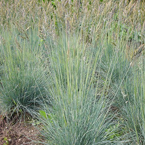 Blumixx Stauden Festuca cinerea-Hybr. 'Elijah Blue' – Blauschwingel, blaugrün blühend, winterharte Staude, pflegeleicht, für Steingarten