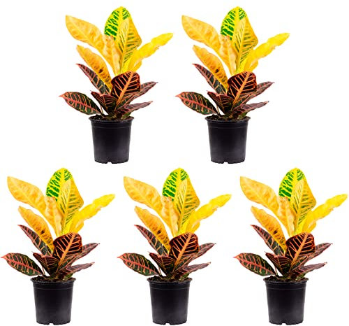 5er-Set Wunderstrauch 'Petra' - echte Zimmerpflanze, Codiaeum Petra - Höhe ca. 40 cm, Topf-Ø 13 cm