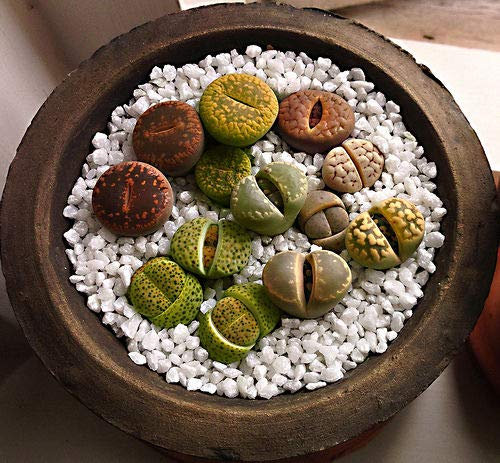 Portal Cool Lithops Mix - Living ss - Sassi Viventi, 15 semi