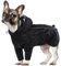 Regenmantel Hund, Regenjacke Hund mit Kapuze Hunderegenmantel Wasserdicht mit Leinenlöchern für Kleine Mittelgroße Große Hunde(Schwarz, M)