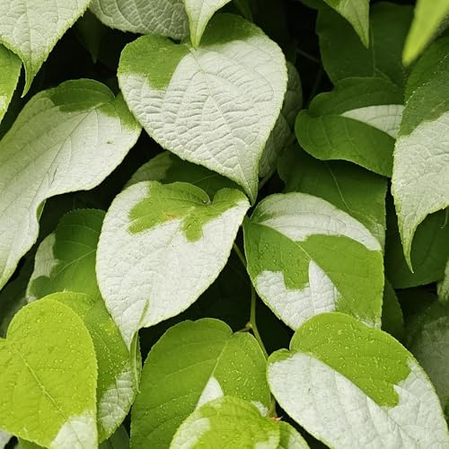 Matatabi 2L - Actinidia hat einen Duft, den Katzen mögen