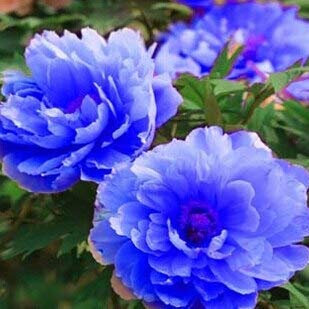 20 Teile/beutel Blaue Pfingstrose Samen Blumensamen Hausgartenarbeit, seltene Pfingstrose Baum Pflanze