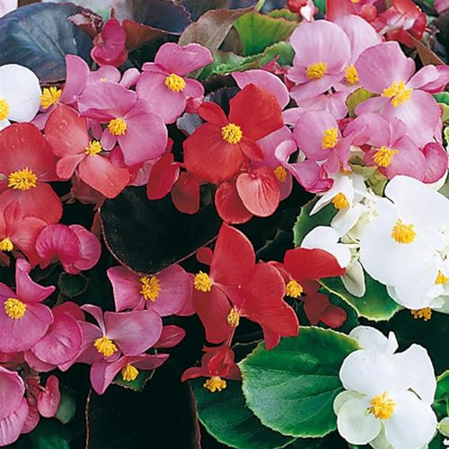 Perfect Plants - Wax Begonia Plants Organdy Mix - 6 Pack Bedding Plants - Garden Ready Plants