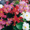 Perfect Plants - Wax Begonia Plants Organdy Mix - 6 Pack Bedding Plants - Garden Ready Plants