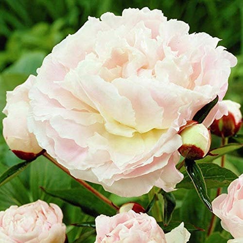 Cooto Garten Pfingstrosen Zwiebeln – Rhizom Chinesische Pfingstrose Shirley Temple - Pfingstrosen Pflanzen Winterhart – Blumen Deko für Garten und Balkon - Blumenzwiebeln Mehrjährig