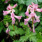 50 pz Semi di speronella, semi di piante esotiche, semi biologici (Corydalis solida) letto di erbe per la cucina, semi di piante erbe aiuole rialzate, piante da balcone resistenti