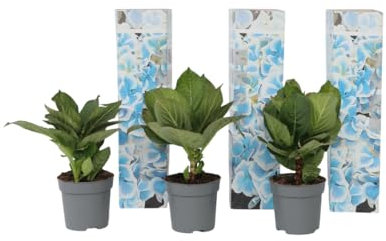 Plant in a Box - Ortensia hydrangea bicolor 'Bavaria' Blue - Set di 3 - Ortensia hydrangea bicolore - Vaso 9cm - Altezza 25-40cm