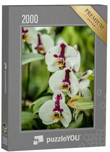 puzzleYOU: Puzzle 2000 Teile „Eine blühende Orchidee der Gattung Phalaenopsis“ – aus der Puzzle-Kollektion Orchideen