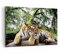 Wandbilder Dekoration Wohnzimmer Tiger Dschungel Ruhe Bilder auf Leinwand 120x80cm Leinwandbild Schlafzimmer Küche Deko Wand Kunstdruck Art Groß XXL Wanddeko Bild Wall Decor Canvas AA120x80-4166