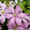Clematis winterhart mehrjährig pflanzen - Clematis winterhart mehrjährig immergrün-6knollen-F