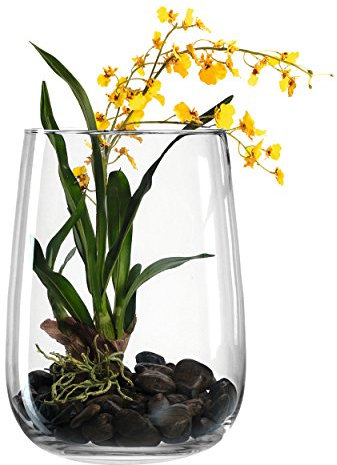 Leonardo Modo Dekoset mit Orchidee, Vase, Glasvase, Dekoration, Pflanze, Zimmerpflanze, Terra, 36 cm, 085929