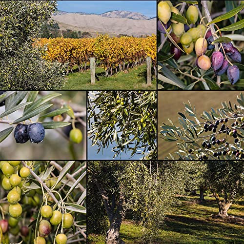 10 Stück olivenbaum samen winterhart olivensamen mix winterharte balkonpflanzen luftreinigende zimmerpflanzen obstbaum bonsai baum bäume seeds balkon pflanzen geschenke garten