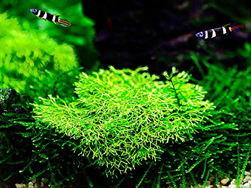 AquaOne Plante d'aquarium In Vitro Riccia fluitans 'Mini' Plante aquatique 1-2 Grow. Plante d'aquarium Tasse Laboratoire Plantes d'aquarium Décoration Aquascaping