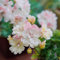150 pcs geranien samen hängend mehrjährig, Geranie, wiesenblumen samen, balkonpflanzen winterhart geranien pflanzen echt (Pelargonium hortorum) bienenfreundliche blumensamen, garten