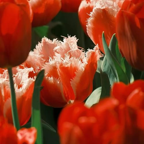 8 pcs tulpenzwiebeln bio - pflanze dachbegrünung geschenke für ältere menschen tulpenzwiebel,tulpen zwiebeln winterhart mehrjährig, bonsai topf luftreinigende zimmerpflanzen balkonpflanzen