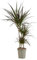 Bloomique - Dracaena Marginata - Drachenbaum - Zimmerpflanzen Groß - Pflegeleicht - Luftreinigend - Höhe 90-110 cm - Topf 21 cm