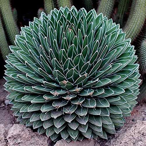 Agave Victoriae Reginae Compacta Compact Queen Victoria Agave 5 fresh seeds:Seeds