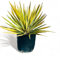 Tropictrees - Yucca Color Guard 60/70cm - Winterhart - Yucca Filamentosa