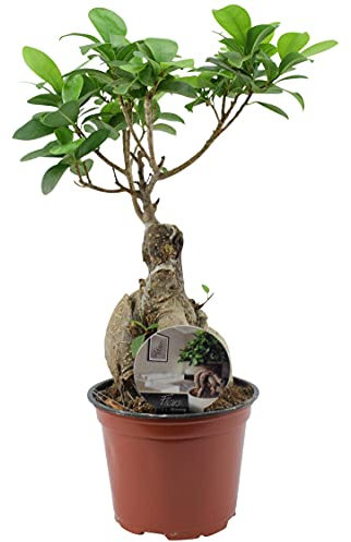 Houseplant Ficus Ginseng Tree in a 12cm Pot - Live Plants By Post, Easy Care, Popular Evergreen Potted House Plant. Low Maintenance, Beginners Bonsai Tree for Bathroom, Living Room & Office Desk
