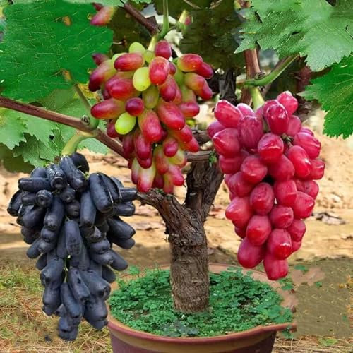 Uvas Plantas Sin Semillas Resistentes Plantas En Macetas, Frutas, Parecidas A Enredaderas, Plantas De Cuatro Estaciones,Plantas De JardíN, Plantas Perennes-5bulbos-B