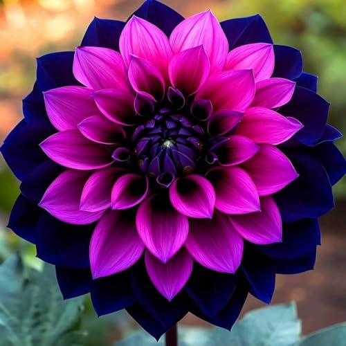 Rizomi/Tuberi di Dalia: Varietà Perenni Rare, Resistenti, Splendide in Giardino-a-4 rizomi