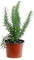 Romero alto (Maceta 10,5 cm Ø) - Planta viva - Planta aromatica