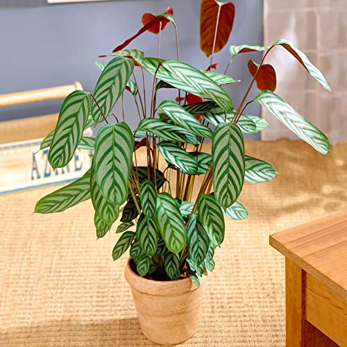 Evergreen Calathea Compact Star | Indoor Plant Gift for Sale | (30-40cm Incl. Pot)