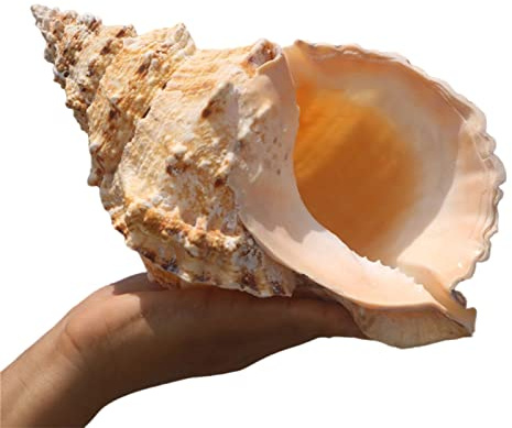 LOJAX Einzigartige große natürliche Muscheln für Hochzeitsdekoration, Heimdekoration, Strand-Mottopartys und Heimwerken