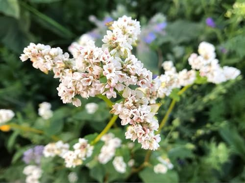 Echter Buchweizen Samen (lat. Fagopyrum esculentum) – Bienenweide & Gründünger für Garten & Landwirtschaft | Weiße Blüten mit wertvollem Nektar für Bienen & Hummeln | Pflegeleicht (5000 Samen)