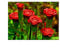 Stk - 20x Rote Nelken Red UP Blumen Pflanzen - Samen A283 - Seeds & Plants Shop by Ipsa